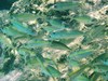 Selar crumenophthalmus (Jumeirah Beach, Dubai, UAE 1)