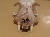 Animal skull