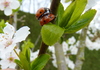 Coccinelle - Marienkäfer - O.L.H.beestje