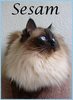 Ragdoll cat Sesam