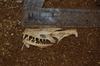 Skull ID????