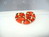 tricolor hypo Honduran milksnake