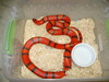 hypomelanistic Honduran milksnake