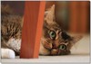 Kitty Cleo