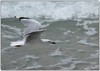 seagull 1