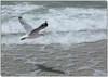 seagull 2