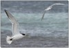 terns