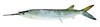 Hemiramphus far (Deira Fishmarket, Dubai, UAE)