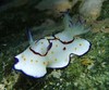 Chromodoris annulata  (Jumeirah Beach, Dubai, UAE)