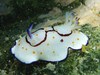 Chromodoris annulata  (Jumeirah Beach, Dubai, UAE)