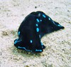 Chelidonura livida (Jumeirah Beach, Dubai, UAE)