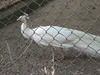 white peocock