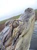 alligator/american