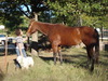 Horses