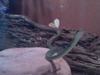 Green Tree snake