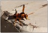 Mud dauber wasp