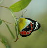 Scarlet Jezebel Butterfly (Delias argenthona) - Wiki