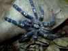P. Metallica spiders (cheap)