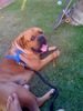 Dogue de Bordeaux - French Mastiff - Koa