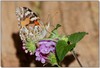 super sipper (Australian Painted Lady, Vanessa kershawi)