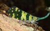 Pyrops Candelaria (Lantern Fly)