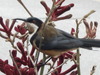 birds western spinnebill