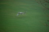 Harrier Hawks