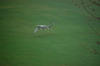 Harrier Hawks