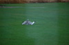 Harrier Hawks