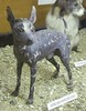 AFRICAN HAIRLESS DOG