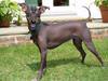 MANCHURIAN HAIRLESS DOG