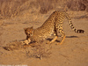 SOEMMERINGS CHEETAH