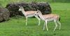 white thompsons gazelle