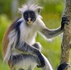 albino black and white colobus monkey