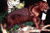 red leopard