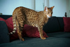savannah cat