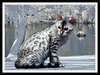 snow bengal cat