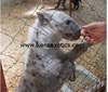 white hyena