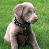 lab