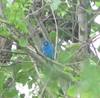 Bird Photo