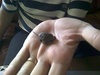 Baby turtle