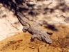 Mysore Crocodile