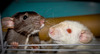 Rats