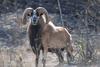 Corsican Sheep