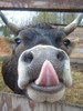 Jersey Cow