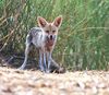 Desert Fox