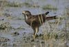 White-eyed Buzzard