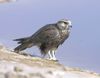 Laggar Falcon juvenile plumage