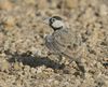 Black crowned Sparrow Lark