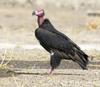 Asian King Vulture, Sarcogyps calvus